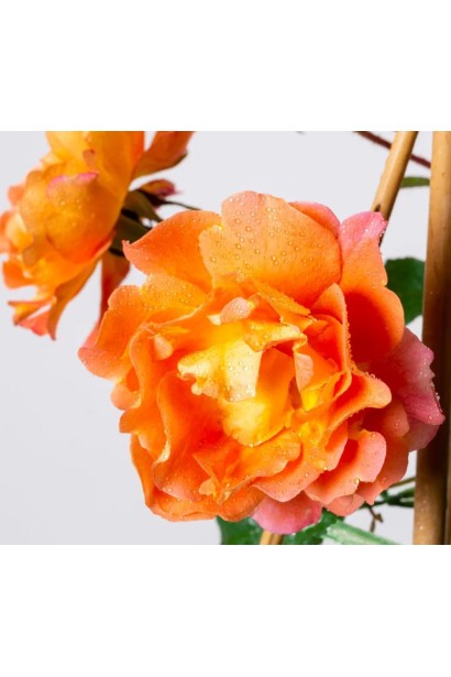 Роза Вестерланд